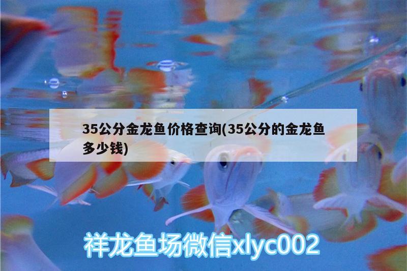 35公分金龍魚(yú)價(jià)格查詢(xún)(35公分的金龍魚(yú)多少錢(qián))