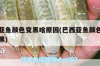 巴西亞魚顏色變黑啥原因(巴西亞魚顏色怎么會(huì)變黑)