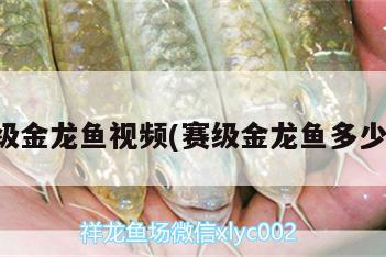 賽級(jí)金龍魚視頻(賽級(jí)金龍魚多少錢) 肺魚