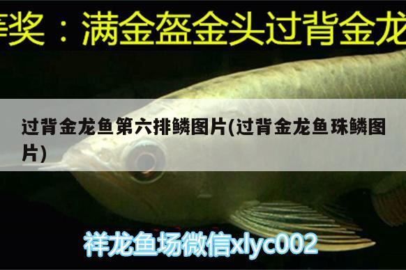 過背金龍魚第六排鱗圖片(過背金龍魚珠鱗圖片) 過背金龍魚