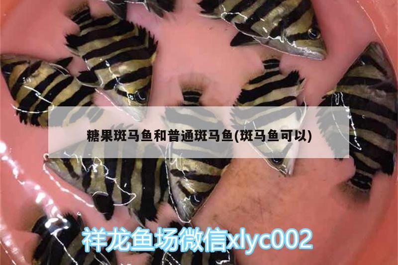 糖果斑馬魚和普通斑馬魚(斑馬魚可以)