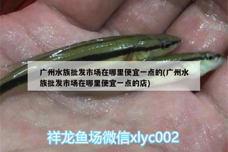 廣州水族批發(fā)市場在哪里便宜一點的(廣州水族批發(fā)市場在哪里便宜一點的店) 觀賞魚水族批發(fā)市場