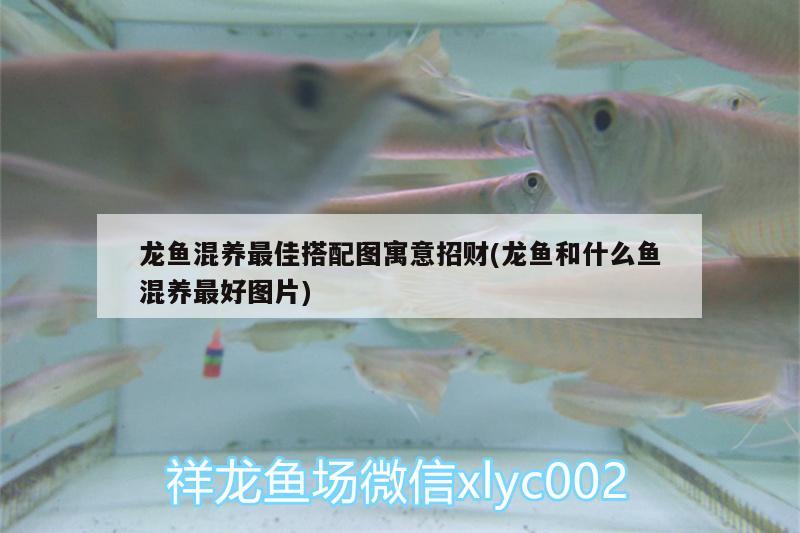 龍魚混養(yǎng)最佳搭配圖寓意招財(cái)(龍魚和什么魚混養(yǎng)最好圖片) 白子銀版魚苗