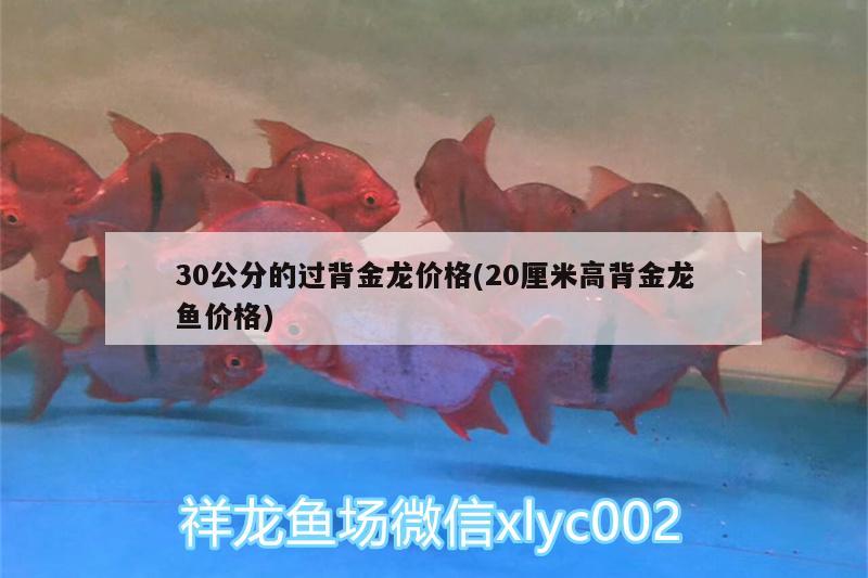 30公分的過背金龍價格(20厘米高背金龍魚價格) 高背金龍魚