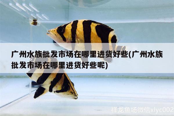 廣州水族批發(fā)市場(chǎng)在哪里進(jìn)貨好些(廣州水族批發(fā)市場(chǎng)在哪里進(jìn)貨好些呢)