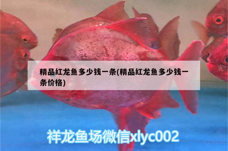 精品紅龍魚多少錢一條(精品紅龍魚多少錢一條價格)