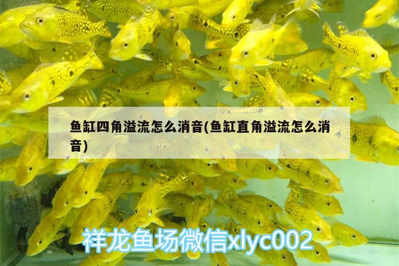 魚缸四角溢流怎么消音(魚缸直角溢流怎么消音) 非洲象鼻魚