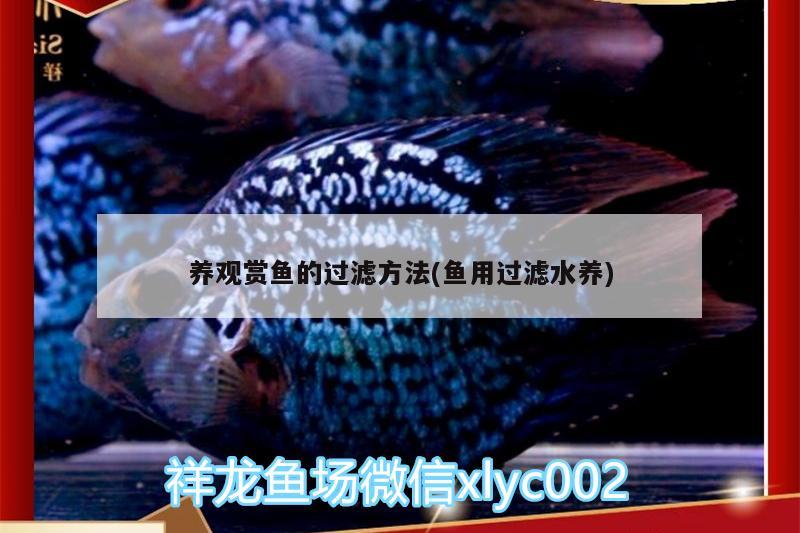 養(yǎng)觀賞魚的過濾方法(魚用過濾水養(yǎng))