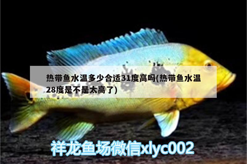 熱帶魚水溫多少合適31度高嗎(熱帶魚水溫28度是不是太高了) 暹羅巨鯉