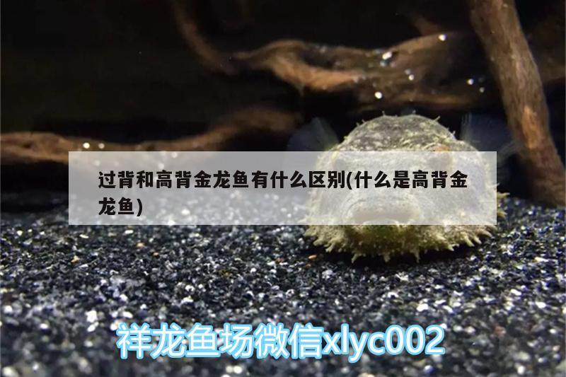 過(guò)背和高背金龍魚(yú)有什么區(qū)別(什么是高背金龍魚(yú)) 高背金龍魚(yú)