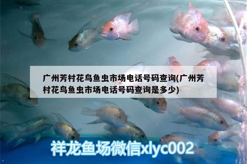 廣州芳村花鳥(niǎo)魚(yú)蟲(chóng)市場(chǎng)電話號(hào)碼查詢(廣州芳村花鳥(niǎo)魚(yú)蟲(chóng)市場(chǎng)電話號(hào)碼查詢是多少) 二氧化碳設(shè)備