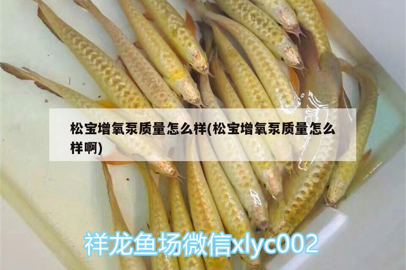 松寶增氧泵質(zhì)量怎么樣(松寶增氧泵質(zhì)量怎么樣啊)