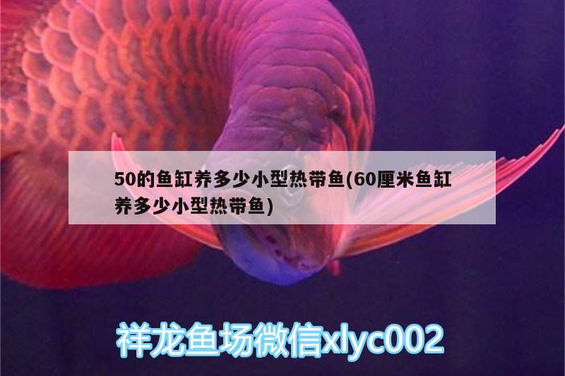 50的魚(yú)缸養(yǎng)多少小型熱帶魚(yú)(60厘米魚(yú)缸養(yǎng)多少小型熱帶魚(yú)) 紅龍福龍魚(yú)