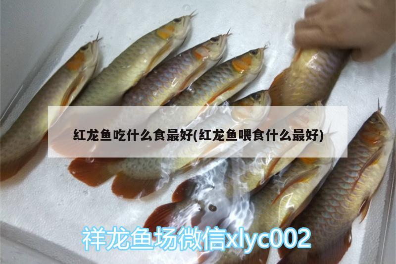 紅龍魚(yú)吃什么食最好(紅龍魚(yú)喂食什么最好) 印尼虎苗