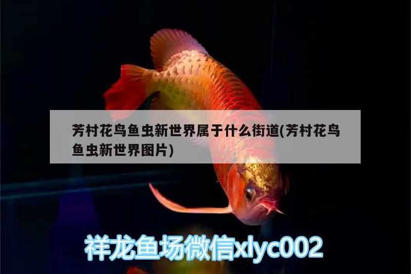 芳村花鳥魚蟲新世界屬于什么街道(芳村花鳥魚蟲新世界圖片) 泰龐海鰱魚