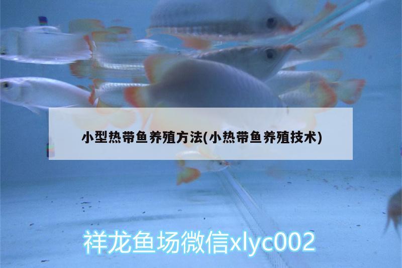 小型熱帶魚養(yǎng)殖方法(小熱帶魚養(yǎng)殖技術(shù)) 帝王三間魚