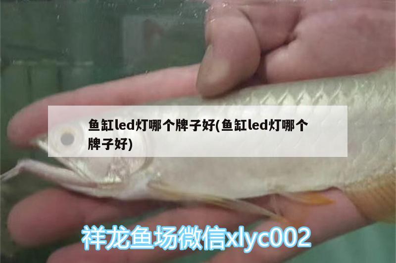 魚缸led燈哪個牌子好(魚缸led燈哪個牌子好) 紅魔王銀版魚