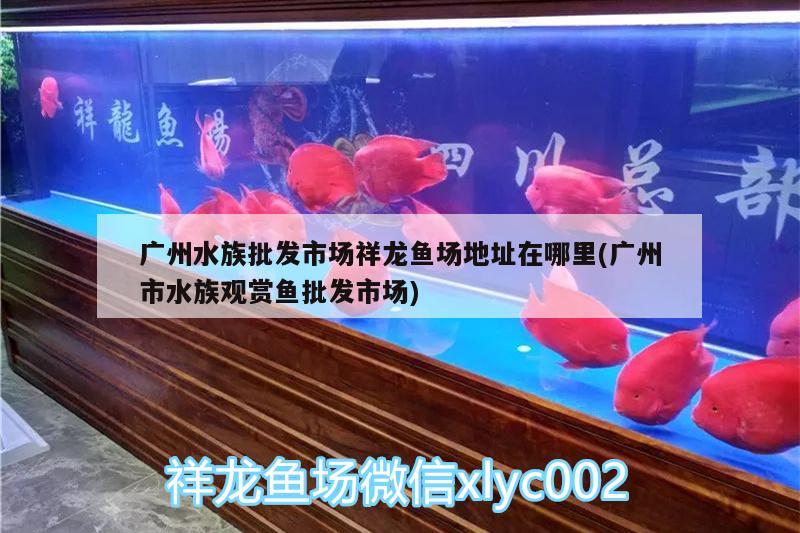 廣州水族批發(fā)市場祥龍魚場地址在哪里(廣州市水族觀賞魚批發(fā)市場)