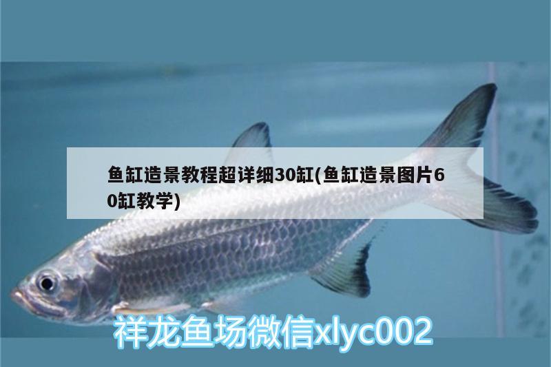 魚缸造景教程超詳細(xì)30缸(魚缸造景圖片60缸教學(xué)) 祥龍龍魚魚糧