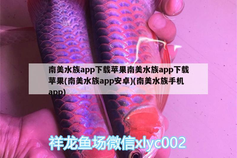 南美水族app下載蘋果南美水族app下載蘋果(南美水族app安卓)(南美水族手機app)