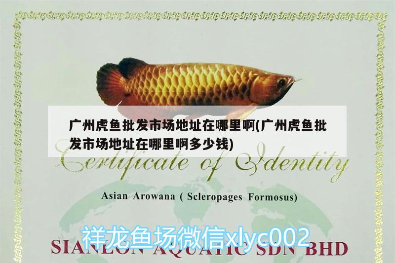 廣州虎魚批發(fā)市場地址在哪里啊(廣州虎魚批發(fā)市場地址在哪里啊多少錢)