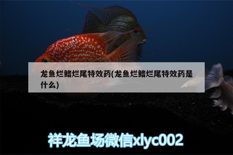 龍魚(yú)爛鰭爛尾特效藥(龍魚(yú)爛鰭爛尾特效藥是什么) 埃及神仙魚(yú)