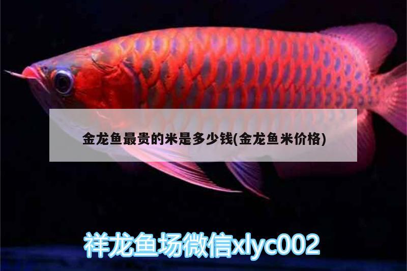 金龍魚(yú)最貴的米是多少錢(qián)(金龍魚(yú)米價(jià)格) 飛鳳魚(yú)