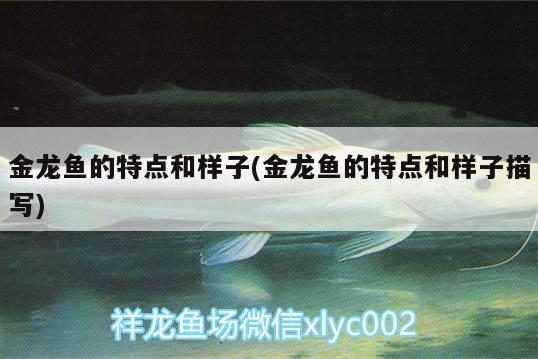 金龍魚(yú)的特點(diǎn)和樣子(金龍魚(yú)的特點(diǎn)和樣子描寫(xiě))