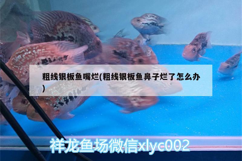 粗線銀板魚(yú)嘴爛(粗線銀板魚(yú)鼻子爛了怎么辦)