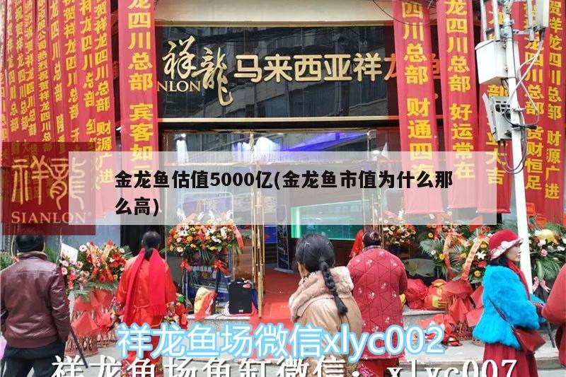 金龍魚估值5000億(金龍魚市值為什么那么高)