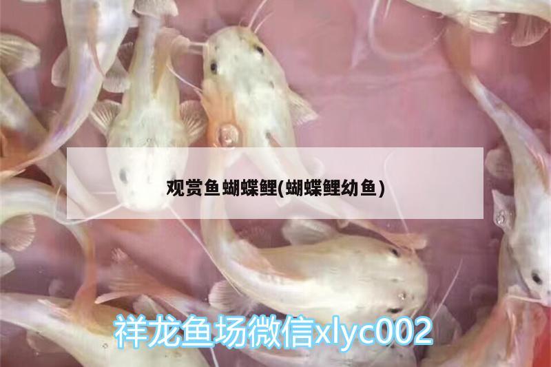 觀賞魚蝴蝶鯉(蝴蝶鯉幼魚)