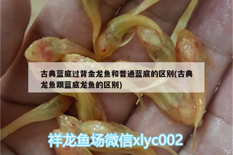 古典藍底過背金龍魚和普通藍底的區(qū)別(古典龍魚跟藍底龍魚的區(qū)別)