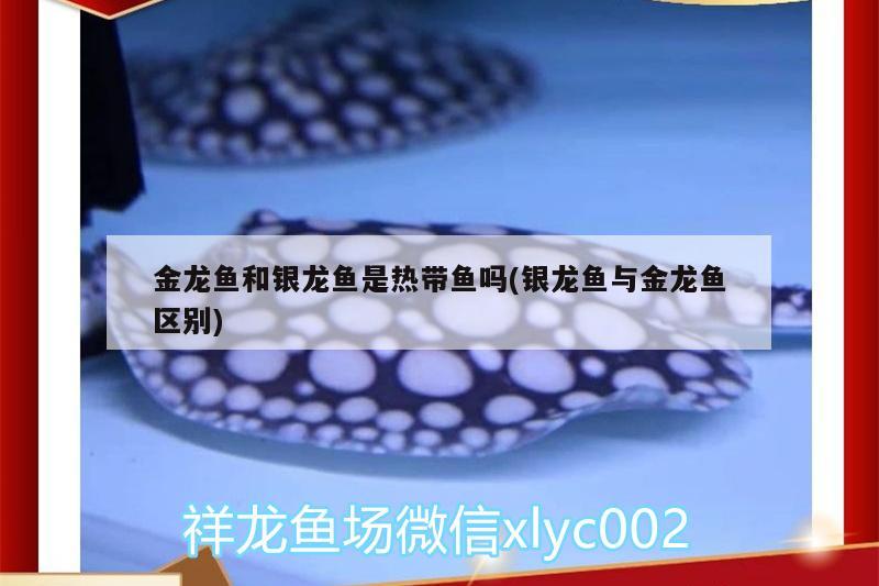 金龍魚和銀龍魚是熱帶魚嗎(銀龍魚與金龍魚區(qū)別) 銀龍魚百科 第2張