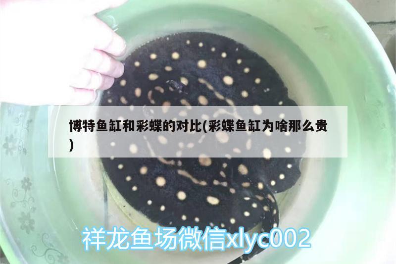 博特魚缸和彩蝶的對(duì)比(彩蝶魚缸為啥那么貴)