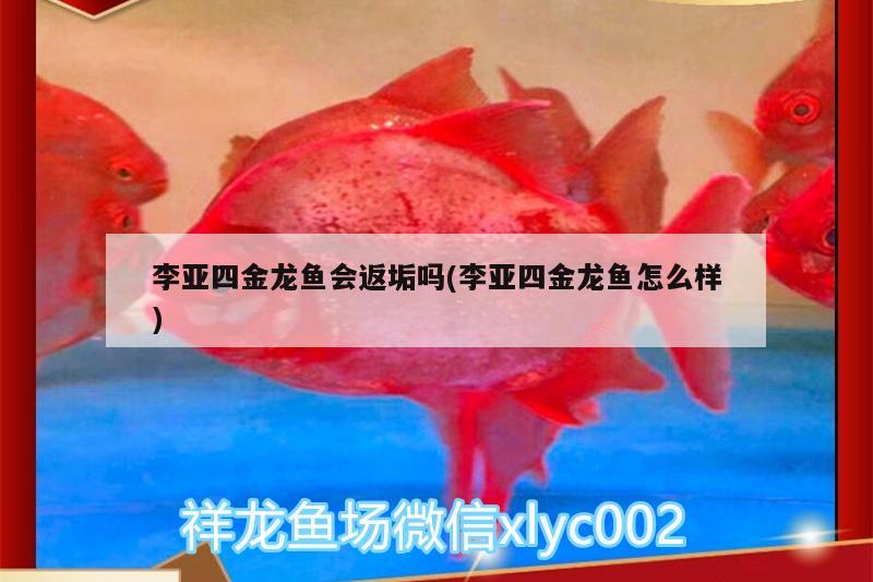 李亞四金龍魚會返垢嗎(李亞四金龍魚怎么樣)