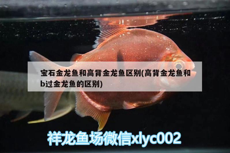 寶石金龍魚和高背金龍魚區(qū)別(高背金龍魚和b過金龍魚的區(qū)別)