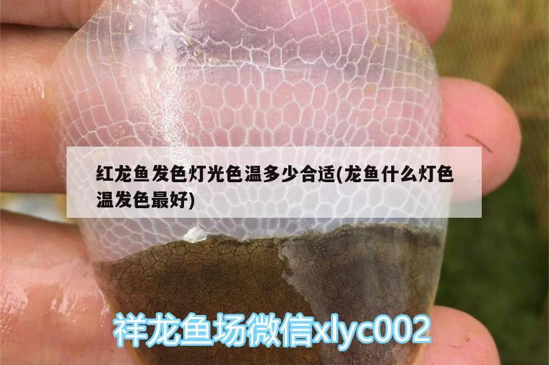 紅龍魚發(fā)色燈光色溫多少合適(龍魚什么燈色溫發(fā)色最好) 印尼虎苗