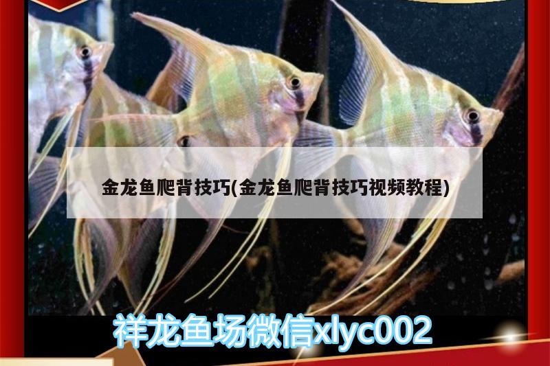 金龍魚爬背技巧(金龍魚爬背技巧視頻教程) 觀賞魚百科