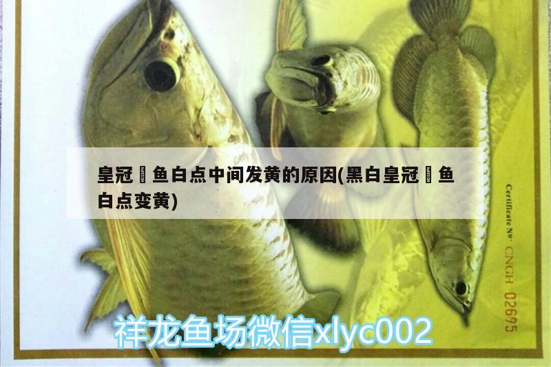 皇冠魟魚白點中間發(fā)黃的原因(黑白皇冠魟魚白點變黃)