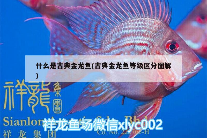 什么是古典金龍魚(古典金龍魚等級區(qū)分圖解) 紅尾平克魚