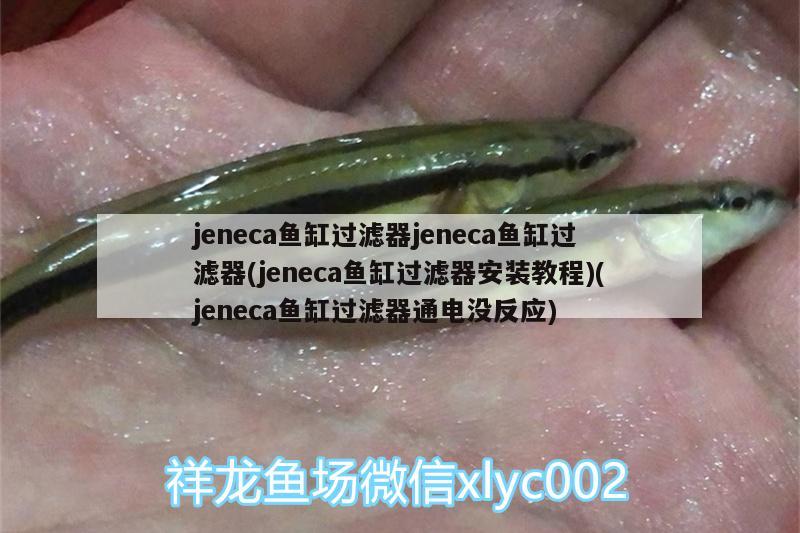 jeneca魚缸過濾器jeneca魚缸過濾器(jeneca魚缸過濾器安裝教程)(jeneca魚缸過濾器通電沒反應) 招財戰(zhàn)船魚