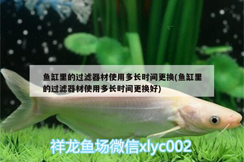 魚(yú)缸里的過(guò)濾器材使用多長(zhǎng)時(shí)間更換(魚(yú)缸里的過(guò)濾器材使用多長(zhǎng)時(shí)間更換好) 魚(yú)缸/水族箱