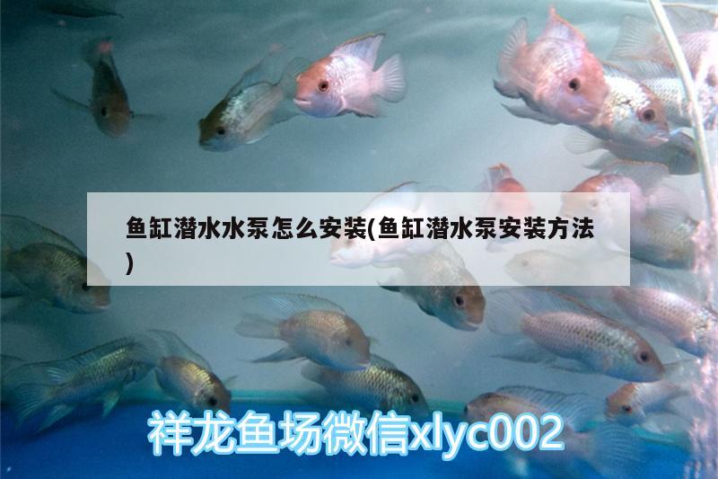 魚缸潛水水泵怎么安裝(魚缸潛水泵安裝方法)