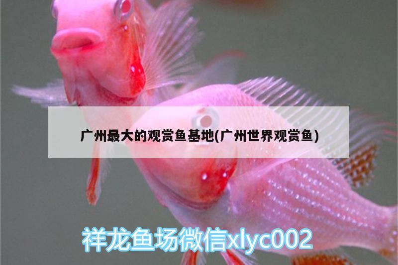 廣州最大的觀賞魚(yú)基地(廣州世界觀賞魚(yú)) 赤荔鳳冠魚(yú)