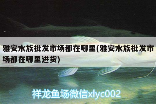 雅安水族批發(fā)市場都在哪里(雅安水族批發(fā)市場都在哪里進貨)