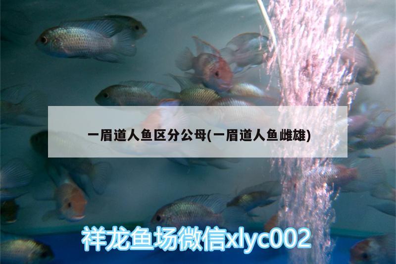 一眉道人魚區(qū)分公母(一眉道人魚雌雄)