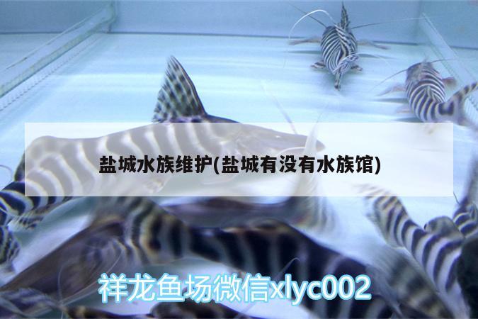 鹽城水族維護(hù)(鹽城有沒有水族館) 魚缸/水族箱