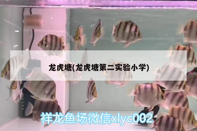 龍虎塘(龍虎塘第二實(shí)驗(yàn)小學(xué)) 祥龍龍魚(yú)魚(yú)糧