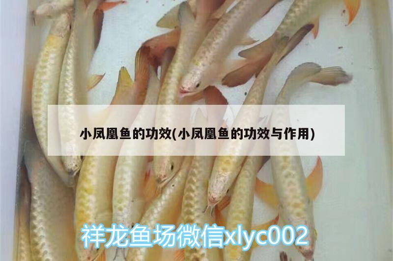 小鳳凰魚(yú)的功效(小鳳凰魚(yú)的功效與作用) 月光鴨嘴魚(yú)苗 第4張