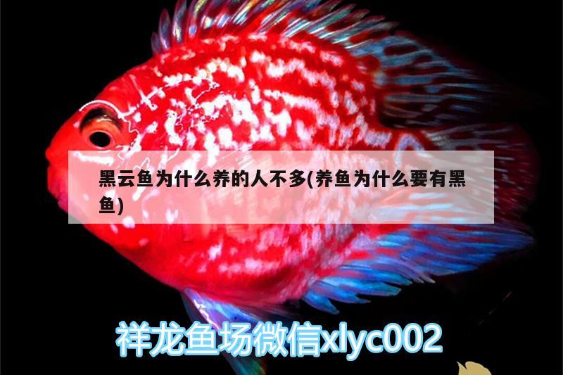 黑云魚為什么養(yǎng)的人不多(養(yǎng)魚為什么要有黑魚)